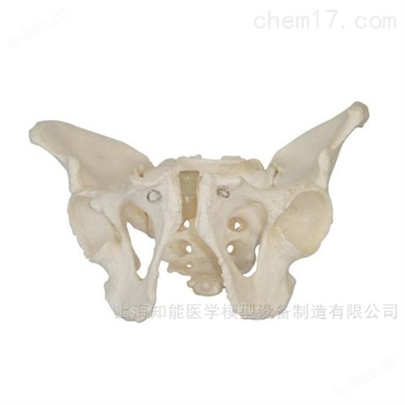 知能医学骨盆解剖结构示教模型批发
